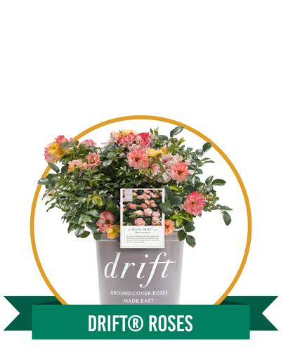 Drift® Roses