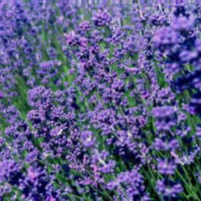 Lavender Violet Intrigue