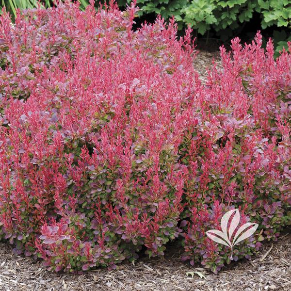Berberis Thunbergii Golden Ring Berberis Thunbergii Golden Ring