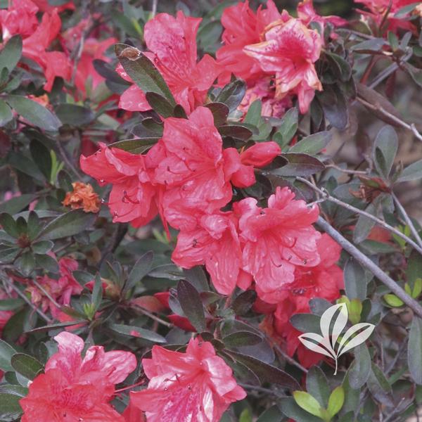 Rhododendron Glenn Dale X 'Fashion' FASHION GLENN DALE AZALEA from