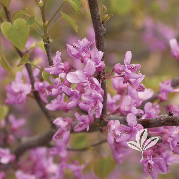 Cercis canadensis 'Ace of Hearts' ACE OF HEARTS REDBUD PP17161 from