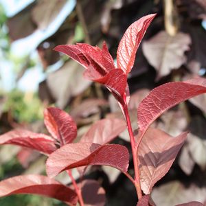 Crimson Pointe Plum