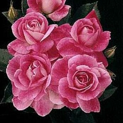 Pink Iceberg Rose. Roses