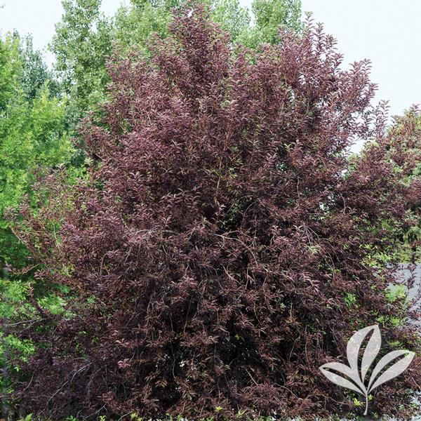 Hardiness Zone: hardiness zones canada. Hardiness Zone: