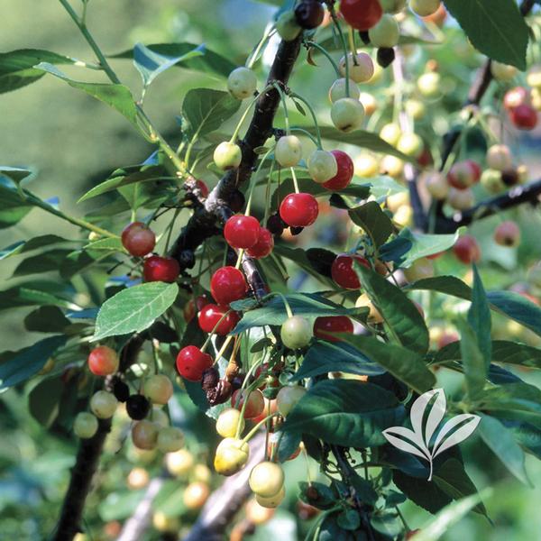 dwarf cherry tree pictures. (NORTH STAR DWARF CHERRY)