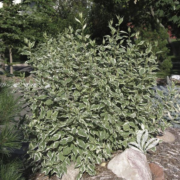 Variegated+dogwood+bush