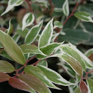 Leucothoe Whitewater