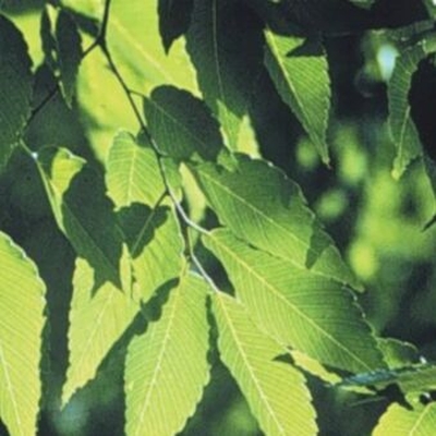 Zelkova+serrata+green+vase