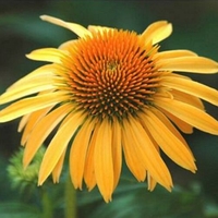 Echinacea 'Matthew Saul'