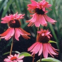 Echinacea purpurea 'Doubledecker'
