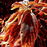 Acalypha wilkesiana 'Bourbon Street'