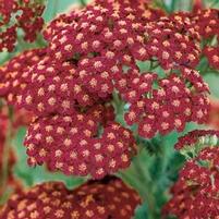 Achillea millefolium 'Red Velvet'