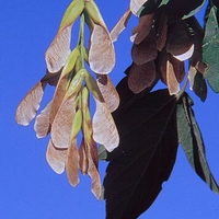 Acer negundo