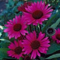 Echinacea purpurea 'Fatal Attraction'