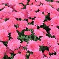 Chrysanthemum 'Yojillian'