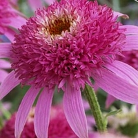 Echinacea 'Pink Double Delight'