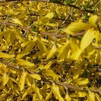 Forsythia x 'Courtasol'