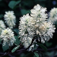 Fothergilla gardenii 'Mt. Airy'
