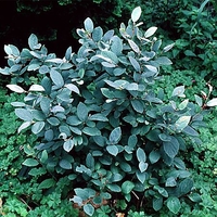 Fothergilla gardenii 'Blue Mist'