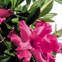 Rhododendron Hybrid 'Roblef'