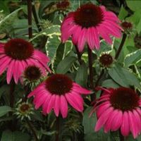 Echinacea 'Emily Saul'