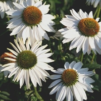 Echinacea purpurea 'Fragrant Angel'
