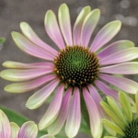 Echinacea purpurea 'Green Envy'