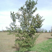 Ulmus parviflora 'Whit XXX'