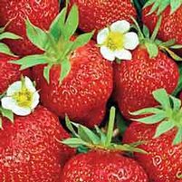 Fragaria 'Chandler'