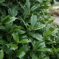 Ilex 'Conin'