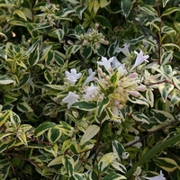 Abelia X grandiflora 'GRETOL'