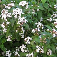 Abelia mosanensis