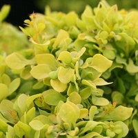 Berberis thunbergii 'Tiny Gold'