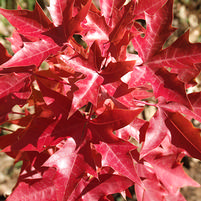 Acer truncatum 'Fire Dragon'