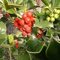 Ilex cornuta 'Dazzler'