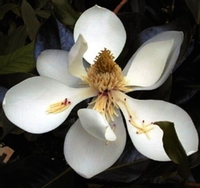 Magnolia grandiflora 'Kay Parris'