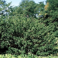 Ilex crenata 'Hetzii'