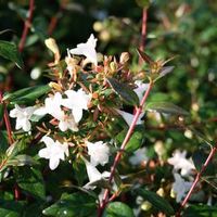 Abelia X grandiflora