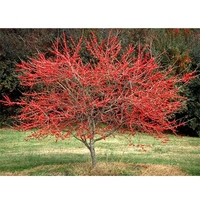 Ilex decidua
