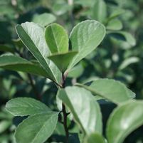 Ilex decidua 'Red Escort'