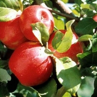 Malus 'Honeycrisp'