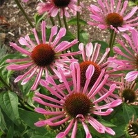 Echinacea 'All that Jazz'