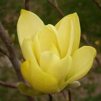 Magnolia x 'Butterflies'