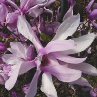 Magnolia X 'Jane'