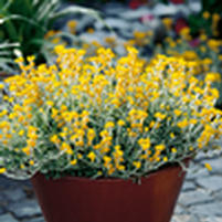 Chrysocephalum apiculatum 'Flochryel'