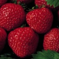 Fragaria 'Allstar'