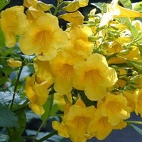 Tecoma stans angustifolia