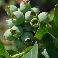 Vaccinium corymbosum 'Toro'