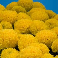 Tagetes erecta