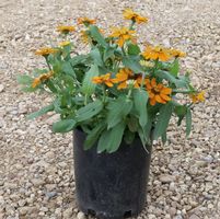 Tagetes erecta